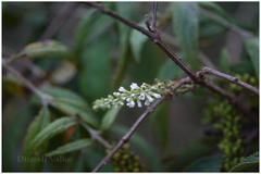 Buddleja asiatica